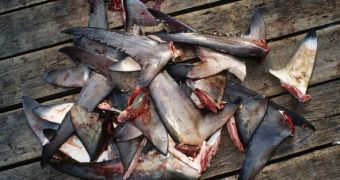 The EU officially bans all shark finning activities