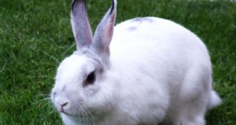 The EU makes progress towards putting an end to the practice of testing cosmetics on animals