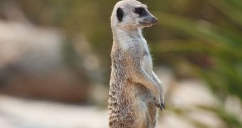Meerkats have individual voices, which they can easily recognize in a group, a new study shows