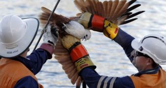 Sea eagle tangled in power lines needs help freeing itself