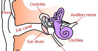 Human ear anatomy with detailed diagram