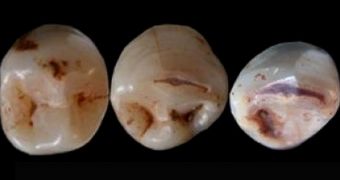Lower premolars and canine teeth found at the Qesem cave site in Israel are raising new questions about the origins of modern man
