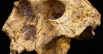 Skull of Paranthropus robustus skull found in the Swartkrans fossil field (South Africa)