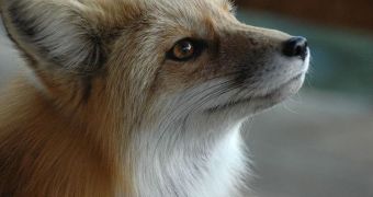 Early humans at one point in time preferred foxes to dogs