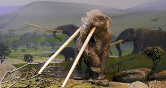 Researchers say fossil evidence suggests early humans used to hunt elephants
