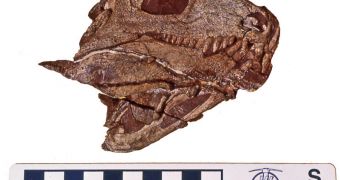 Fossil evidence sheds new light on how land animals evolved from aquatic ones