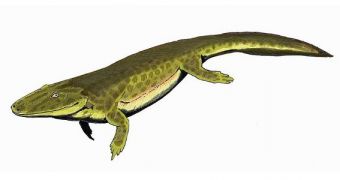 An example of what an early tetrapod might have looked like