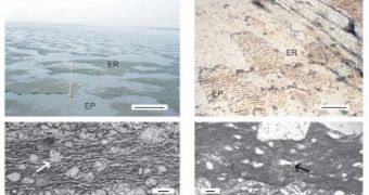 On sandy beaches, microbial mats composed of cyanobacteria form characteristic structures