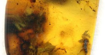 A study of 538 amber samples shows very low atmospheric oxygen concentrations some 220 million years ago