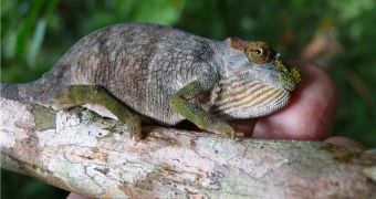 Kinyongia magomberae (the Magombera chameleon) sitting on a branch