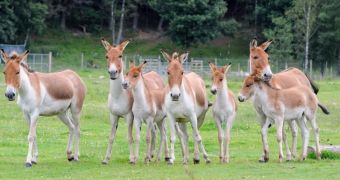 Wildlife park in Scotland greets three eastern kiang fouls