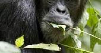 Chimp consuming Trichillia leaves