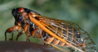 Adult cicada
