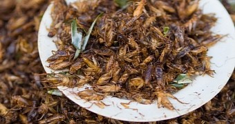 Eating Insects Is the Simplest Way to Lose Weight, Man Claims