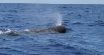 Scientists from NOAA and Cornell have installed 22 microphones in the Gulf of Mexico, to eavesdrop on whale communications