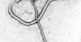 A picture of the Ebola virus, at many orders of magnification