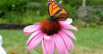 Echinacea Reduces Cold Duration by Only Half a Day