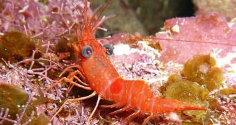 Researchers are working on a new type of bioplastic made frim shrimp shells and wood flour