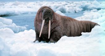 A walrus, after exiting a hole it drilled in the ice