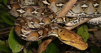 Snakes can eat prey much larger than themselves