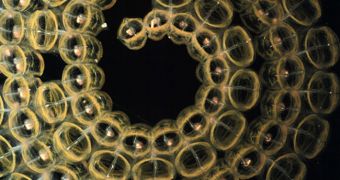 A whorl of salps graces the depths of the undersea world