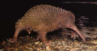 Eastern long beaked echidna, a much more common species