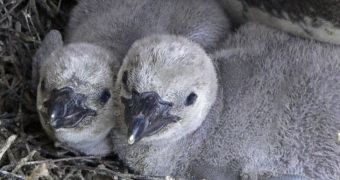Baby Humboldt penguins born at NaturZoo Rheine in Germany