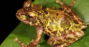 8 new frog species are discovered in natural park in Sri Lanka, 7 of them are already critically endangered