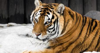 Tigress in India killed by electric trap set in place by poachers
