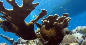 Electricity Could Be Used to Grow Coral Reefs