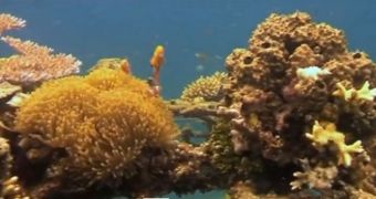 Experts say the electrified cages could restore the balance of vulnerable coral reefs in only a few year