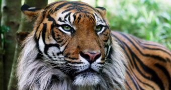 Electrocuted Tigress Found in One of India's National Parks