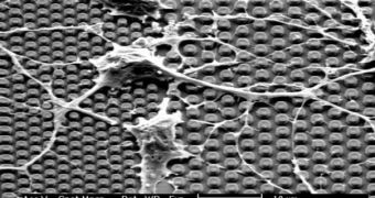 Cortical neurons engulf microscopic nail structures on the surface of IMEC's micronail chip