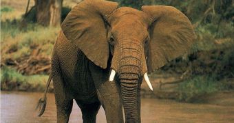 Elephant Abuse Is Caught on Tape by Circus-Goer