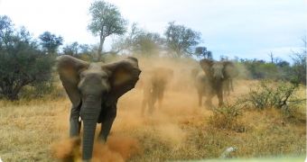 Elephant breaks away from heard, charges tourist car