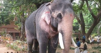 Elephant gets out on bail after being charged with the murder of three women