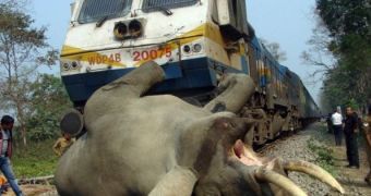 Speeding passenger train kills elephant in India