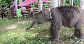Conservationists rescue baby elephant kept hostage by a group of villagers in Indonesia