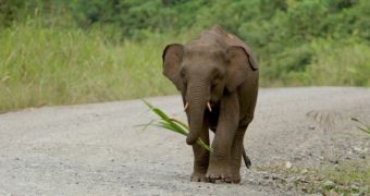 Elephant is rescued after poachers shot it with a poisonous arrow