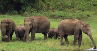 Elephant Poaching in India Leads to Gender Imbalance