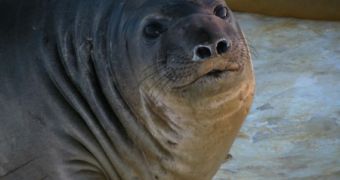 Elephant seals help scientists research the melting of the ice-caps at the Arctic