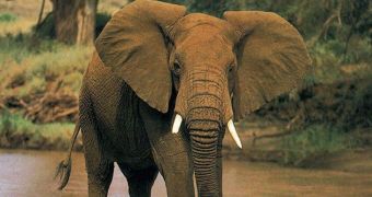 Elephant in South Africa attacks two Chinese tourists