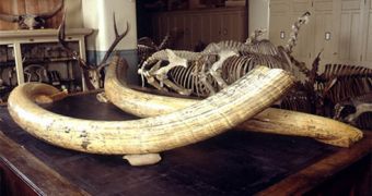 Elephant Tusks Worth $1.32 Million Confiscated in Tanzania
