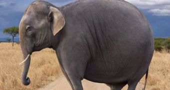 Fat camp for elephants expected to soon open in California, US