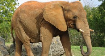 Elephant at Dickerson Park Zoo in Missouri kills keeper