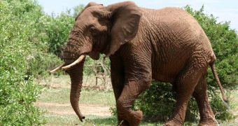 PETA demands that Dickerson Park Zoo in Missouri close its elephant exhibit