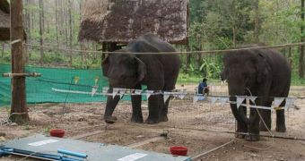 Elephants are seen here tugging on a rope at the same time, in order to get a tasty treat of corn