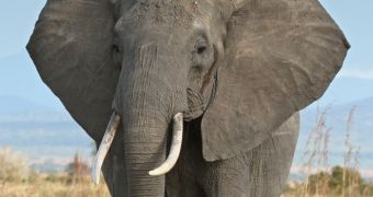 Elephants use a combination of sight, scent, and hearing to figure out and remember which humans or groups want to hurt them