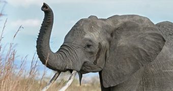Elephants can produce infrasounds that travel over 10 kilometers