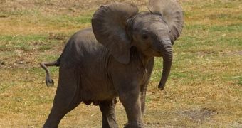 Conservationists warn elephants might go extinct in little over a decade